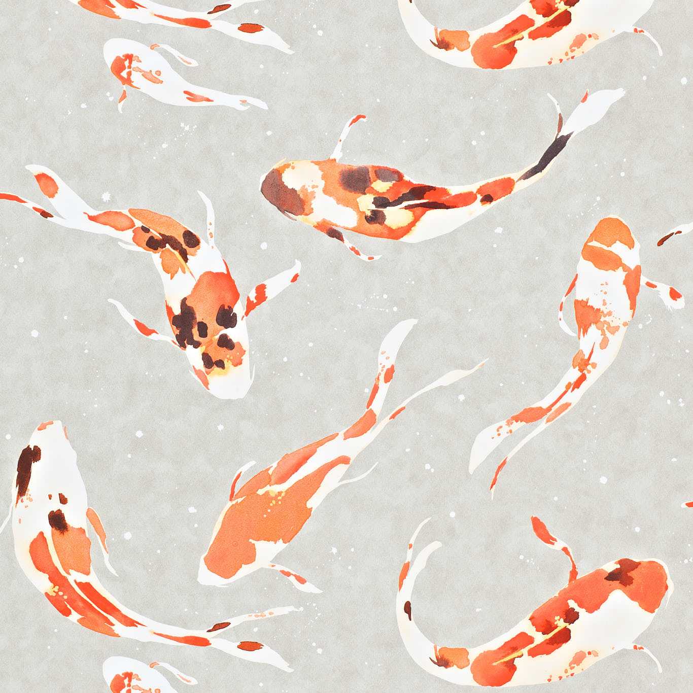 Koi  110902